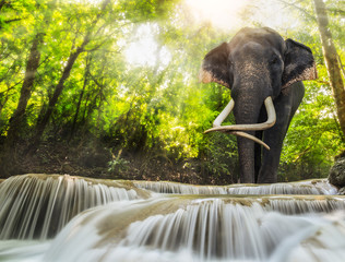 Obraz premium Erawan Waterfall with an elefhant