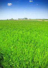 Obraz premium Wheat field against a blue sky