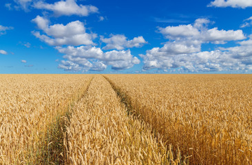 Path in a golden wheat field