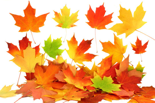 fall autumn maple leaves