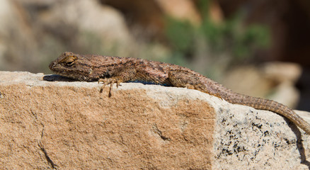 Lizard