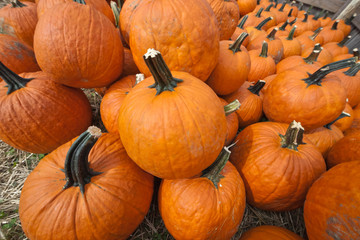 The Harvest of Pumpkins
