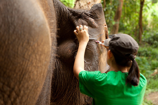 Veterinarian collecting blood sample from ear of Asian elephant