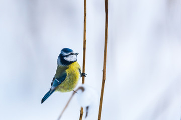 Blue Tit  sit on a straw