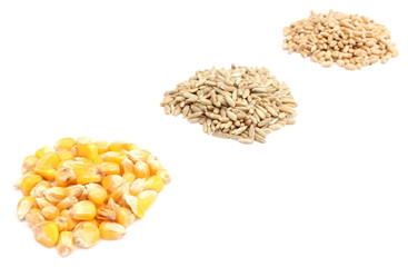 Corn, rye and wheat grain on white background