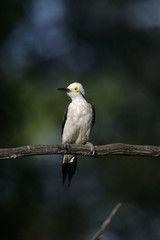 White woodpecker, Melanerpes candidus