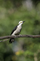 White woodpecker, Melanerpes candidus