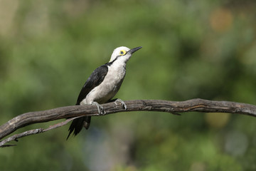 White woodpecker, Melanerpes candidus