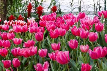 Tulip flowers blooming in the park