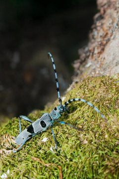 Rosalia alpina (L.) male (Coleoptera, Cerambycidae)