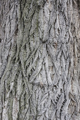 Populus bark texture, high resolution..