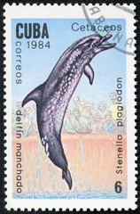 Obraz na płótnie Canvas Stempel drukowane w Kubie pokazuje obraz Spotted delfinów