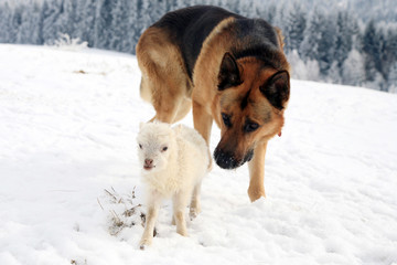 German Shepherd guarding herd of sheep feeding Skudde.