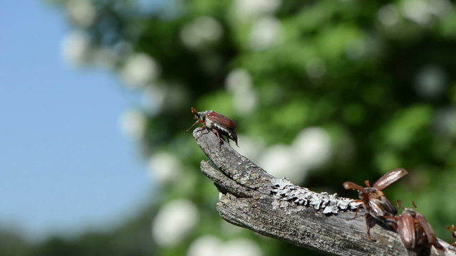 during mating maybug column boarded dry branch