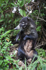 Portrait of a coati of central America