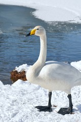 Fototapeta premium ハクチョウ