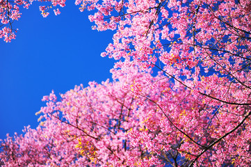 Full Bloom Cherry Blossom with Blue Sky Background