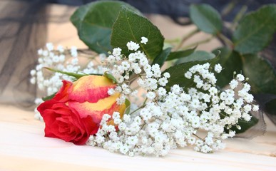 rose mit trauerflor