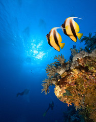 Underwater image of coral reef with Masked Butterfly Fish