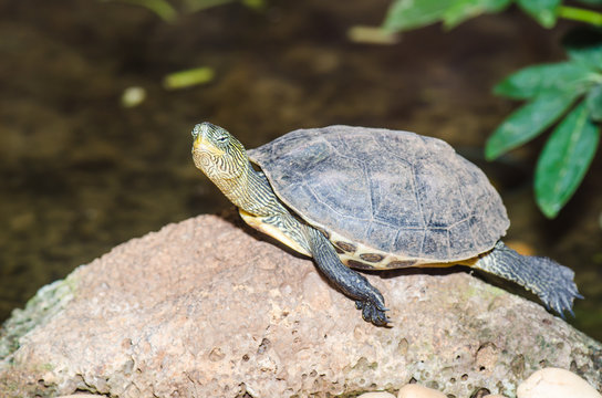Chinese stripe-necked turtle in nature