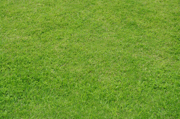 green grass texture background