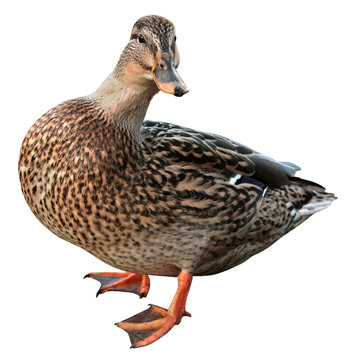 Female Mallard with clipping path, standing in front of white