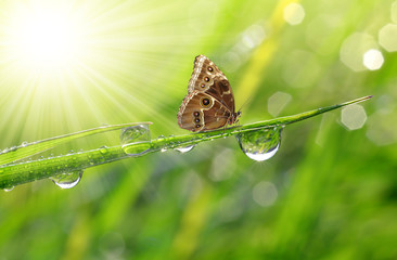 Obraz premium Water drops on green grass and butterfly Morpho