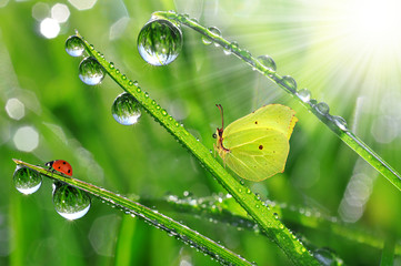 Fototapeta premium fresh morning dew with butterfly and ladybird