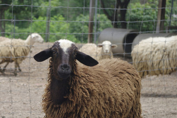 brown and white sheep close up with pluffy fur