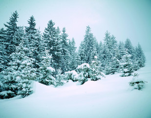 Snow covered fir trees