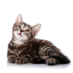 Obraz premium Striped Small kitten lies on a white background.