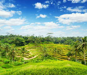 Ricce terrace of Bali Island, Indonesia