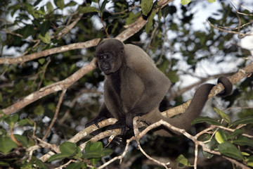 Brown or Common woolly monkey, Lagothrix lagotricha