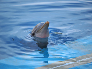 dolphin