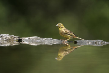 Yellowhammer, Emberiza citrinella