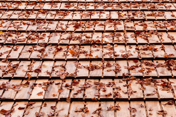 Autumn fallen leaves