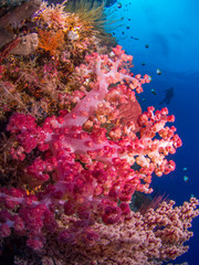 Obraz na płótnie Canvas Soft corals