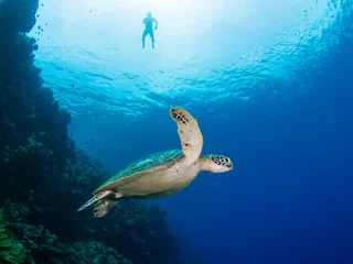 Fotobehang Schildpad Groene schildpad en snorkelaar
