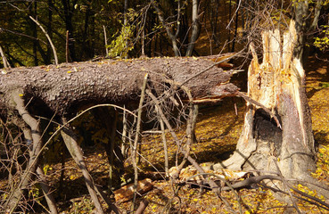 Broken evergreen tree in the forest.