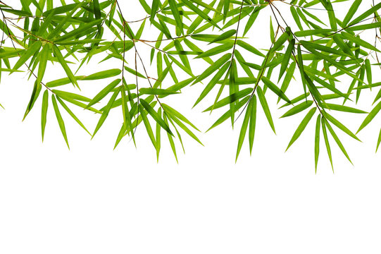 bamboo leaves