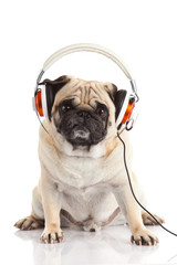 pug dog with headphone isolated on white background