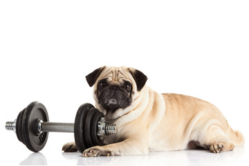 pug dog dumbbell isolated on white background
