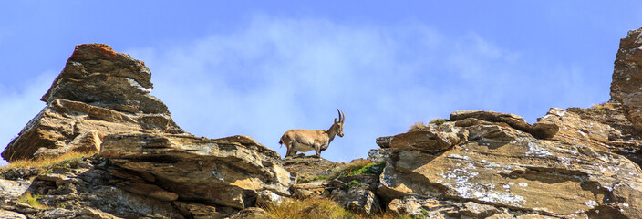 Stambecco in montagna su rocce