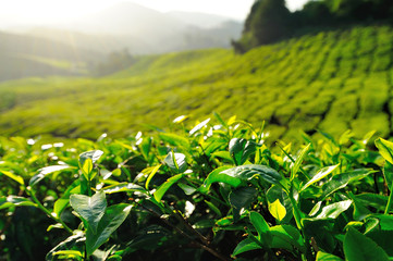 Tea Plantation on the Hill at Cameron Highlands, Malaysia - 58152343