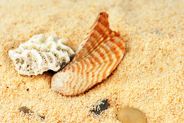 Coral and seashell on sand