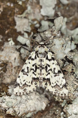 Griposia aprilina