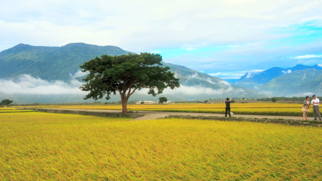 Time lapse of beautiful paddy
