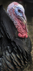 Male Turkey up Close