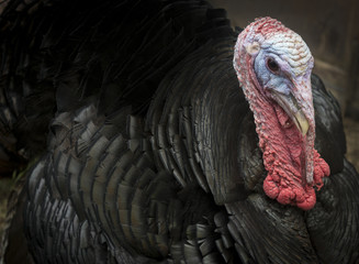 Male Turkey in Close © jefftakespics2