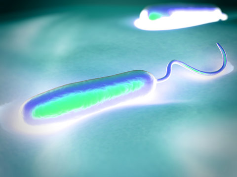 These Gram-negative rod-shaped bacteria have a single polar flag